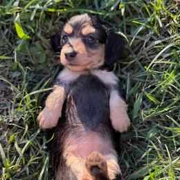 Fleur - Black and cream female Dachshund puppy in Baton Rouge, Louisiana from Bayou d’ Elara Dachshunds