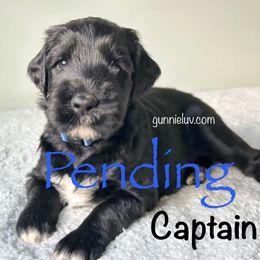 Captain - Black male Schnoodle puppy in Saint Augustine, Florida from Gunnie Luv, LLC