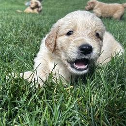 Benny - Light golden male Golden Retriever puppy in Peyton, Colorado from Jana Belanger