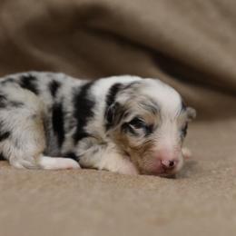 Blue Merle boy 2 - Blue merle male Australian Shepherd puppy in Bagley, Iowa from Diamond M Aussies