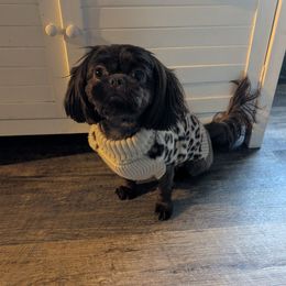 Rita - Shih Tzu