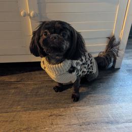 Rita - Shih Tzu