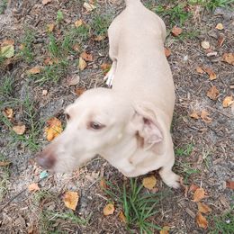 Diamond - Dachshund