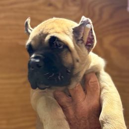 Purple Collar - Fawn female Cane Corso puppy in Paris, Texas from Knucklehead Cane Corso