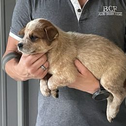 Scarlett - Female 7 - Red speckled female Australian Cattle Dog puppy in Jefferson, South Carolina from Blue Creek Farms