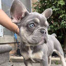 French Bulldog Puppies from Frenchies That...