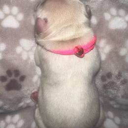 Pink Collar - Cream female French Bulldog puppy in Hodges, South Carolina from Southern Standard Bulldogs