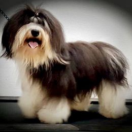 Gryphon - Havanese