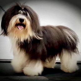 Gryphon - Havanese