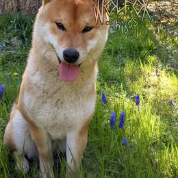 Pyro - Red male Shiba Inu puppy in California from WOLFOX shiba inu