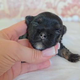 Pearl - Black and tan female Yorkshire Terrier puppy in Bradley, South Carolina from Diamonds & Pearls Yorkshire Terriers