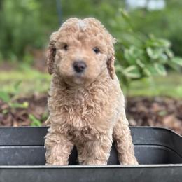 Corduroy - Apricot male Goldendoodle puppy in Camden, North Carolina from Oopsie Doodles of NC