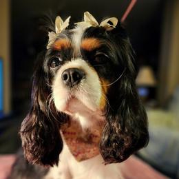 CeeCee - Cavalier King Charles Spaniel