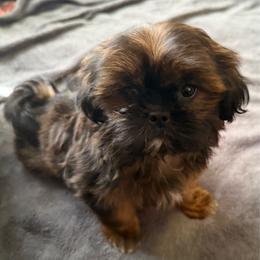 Rocket - Sable male Shih Tzu puppy in Kamilche, Washington from Serendipity Shih tzu