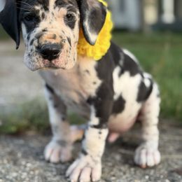 Landon - Harlequin male Great Dane puppy in Cadillac, Michigan from Garrow Danes House of Blues