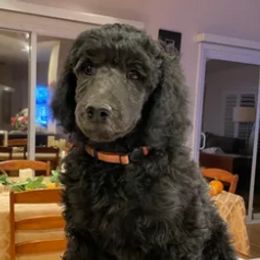 Poodles from Freeport Poodles