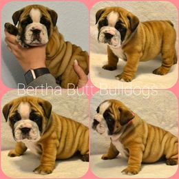 Bulldog Puppies from Bertha Butt Bulldogs