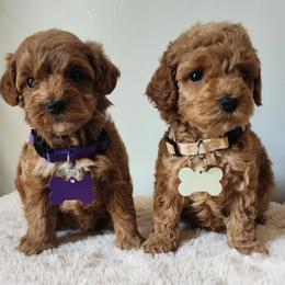 Purple girl - Red  female Goldendoodle puppy in Bristol, Tennessee from 4goldendoodles