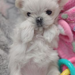 Companion Cross, Mal-Shi, Maltese, Maltipoo, Morkie, and Shih Tzu Puppies from Seeking Shalom Acres Maltese, Maltipoos & Havamalts