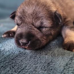 Sable - Salt and pepper female Miniature Schnauzer puppy in Saratoga Springs, Utah from Happy Beard Schnauzers