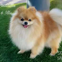 Ella - Pomeranian