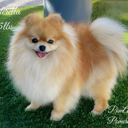 Ella - Pomeranian