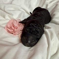 Paisley - Black female Pyredoodle puppy in Willacoochee, Georgia from Kitandkboodle's Doodles