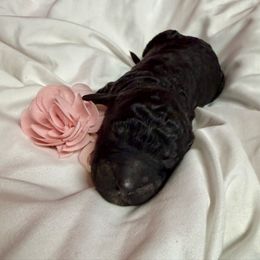 Paisley - Black female Pyredoodle puppy in Willacoochee, Georgia from Kitandkboodle's Doodles