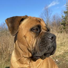 Myah - Bullmastiff