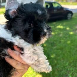 Maverick - Parti male Yorkshire Terrier puppy in Mattoon, Illinois from Strohlz Yorkies