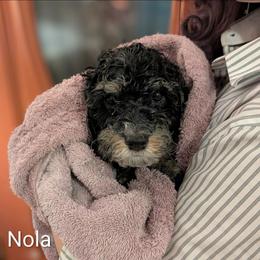 Nola Roux - Black and tan female Cockapoo puppy in Sunset, Louisiana from Cano Cockapoos