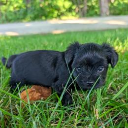 KB Boy 1 - Spade aka Enzo - Black and tan male Yorkshire Terrier puppy in Owenton, Kentucky from Robertson's Dream Ranch Aussies & Yorkies