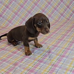 Dachshund Puppies from Newbern's Nuggets