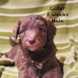 Cider - Red male Aussiedoodle puppy in Mulino, Oregon from Korbella Farm