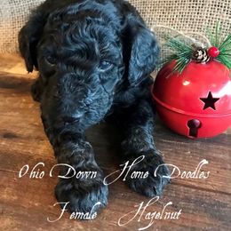 Goldendoodle Puppies from Ohio Down Home Doodles