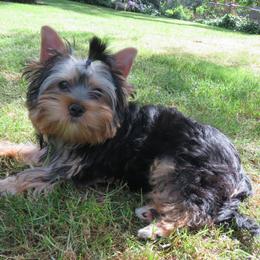 Mona Lisa - Blue and gold female Yorkshire Terrier puppy in Portland, Oregon from Bohemian Beauty Yorkshire Terrier