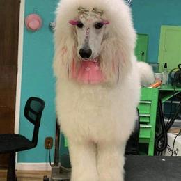 Poodle All Grown Up from Courtney Moehl's Poodles