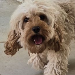 Cavapoos from Mariya's Cavapoos