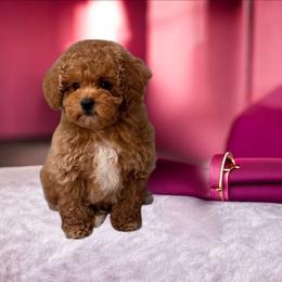 Kevin - Red  male Poodle puppy in Davie, Florida from Dave Poodles