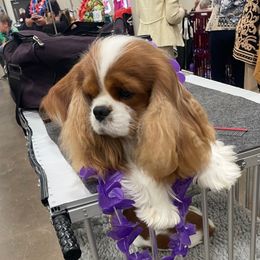 Reid - Cavalier King Charles Spaniel