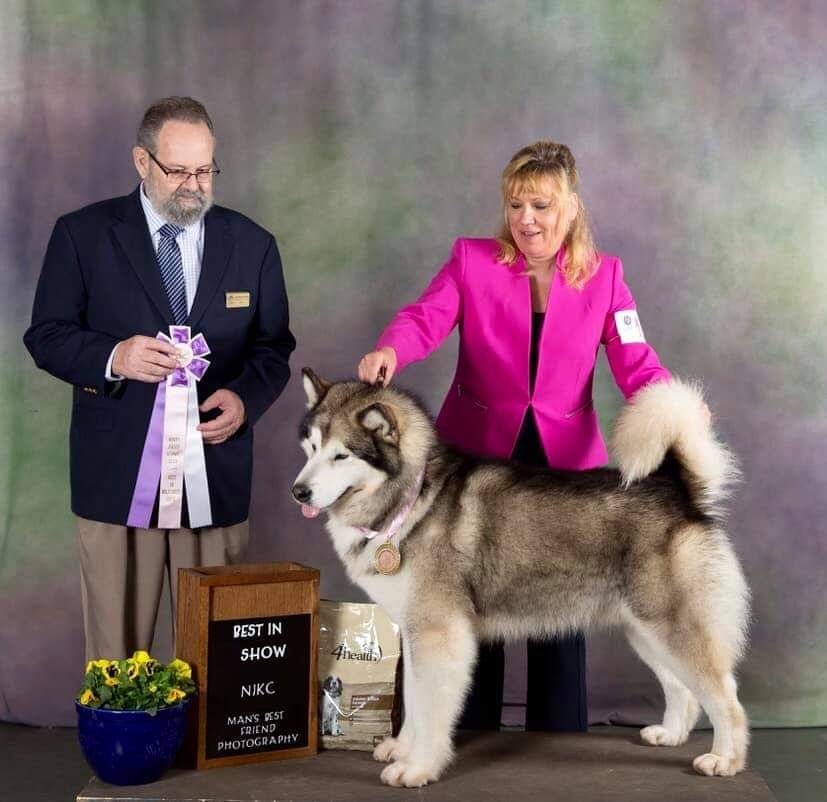 Grayson - Alaskan Malamute