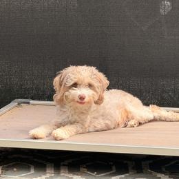 Aussiedoodle All Grown Up from All Dogs go to Heaven