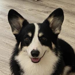 Pembroke Welsh Corgis from Lively Corgis
