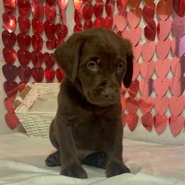 AKC Kayso - Chocolate male Labrador Retriever puppy in Elgin, South Carolina from Silver Bells Paw Prints