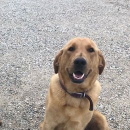 Trudy - Labrador Retriever