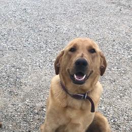 Trudy - Labrador Retriever