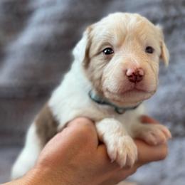 Tamarack - Red merle male Australian Shepherd puppy in Columbia Falls, Montana from Firefly Horse Co Wellness Retreat Center