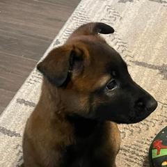 Belgian Malinois from McCollum Breeds