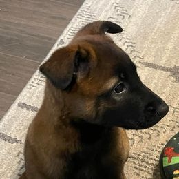 Belgian Malinois from McCollum Breeds