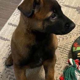 Belgian Malinois from McCollum Breeds